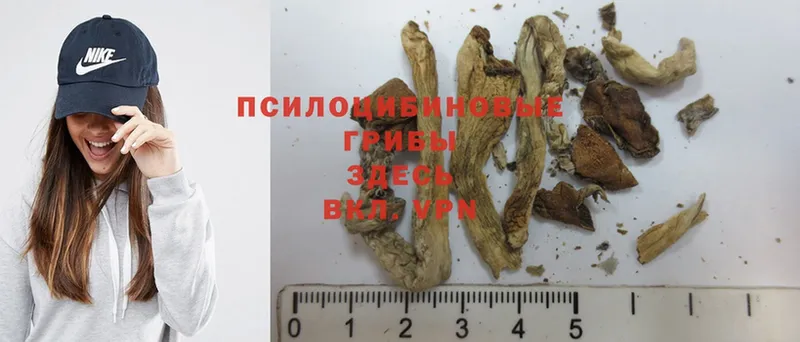 где можно купить   Киренск  Галлюциногенные грибы MAGIC MUSHROOMS 